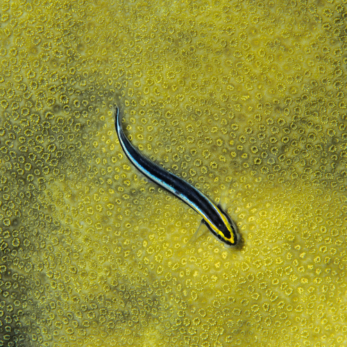 Shark nose goby (Elacatinus evelynae) — Gobiidae — 3