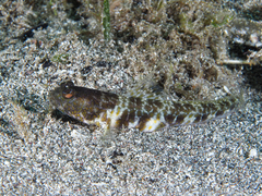 Orangespotted Goby photo 5