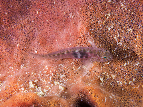 Sponsgrondel (Risor ruber) — Gobiidae