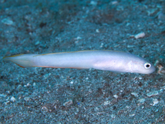 Hovering Goby photo 5