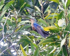 Pterophanes cyanopterus