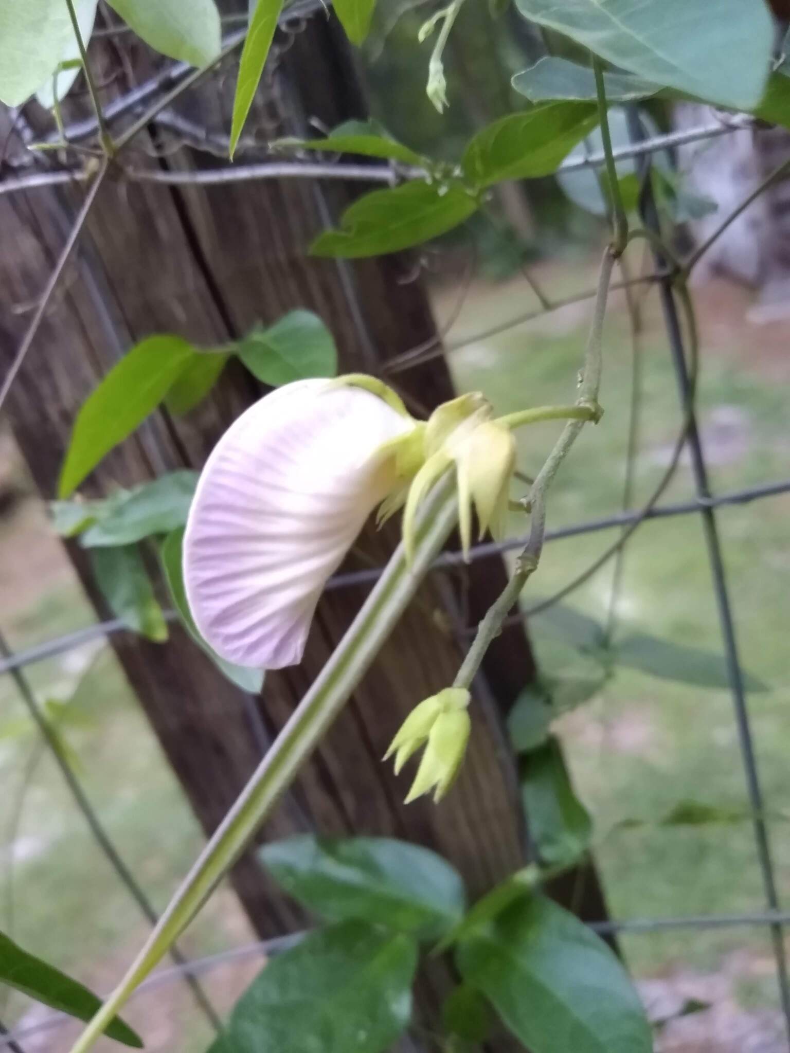 Pineland Butterfly Pea (Centrosema arenicola)