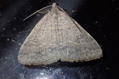 Dichromodes mesogonia