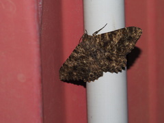 Racotis boarmiaria
