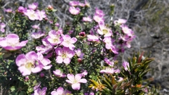 Leptospermum rotundifolium