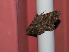 Racotis boarmiaria