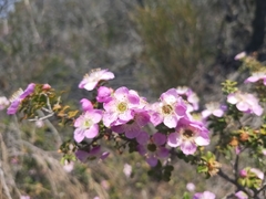 Leptospermum rotundifolium