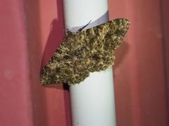 Racotis boarmiaria