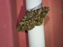 Racotis boarmiaria