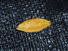 Heterolocha coccinea