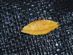Heterolocha coccinea