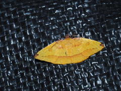 Heterolocha coccinea