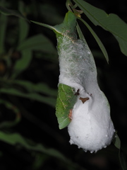 Marumba cristata bukaiana