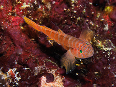 Rusty Goby photo 2
