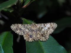 Racotis boarmiaria