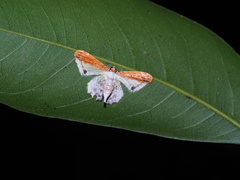 Acolutha pulchella semifulva