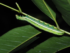 Allodontoides tenebrosa