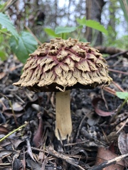 Boletellus ananas image