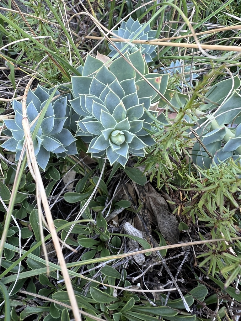 Euphorbia myrsinites L.
