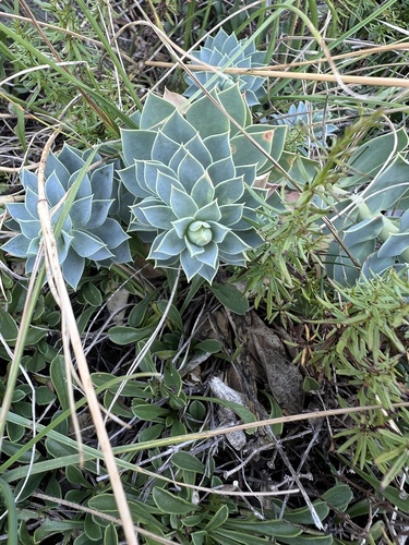 Euphorbia myrsinites