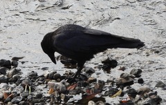 Corvus