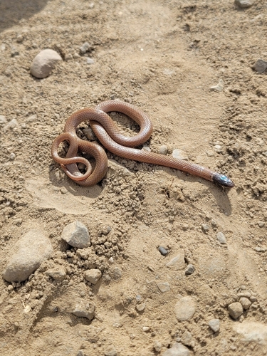 Western Black-headed Snake