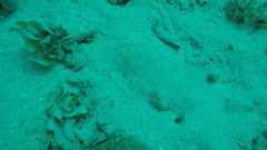 Pardachirus pavoninus