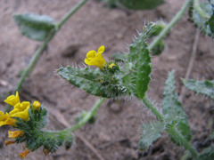 Amsinckia spectabilis