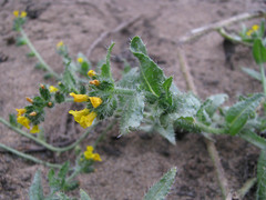 Amsinckia spectabilis