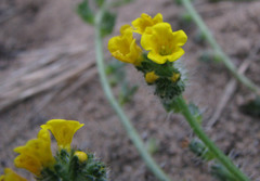 Amsinckia spectabilis