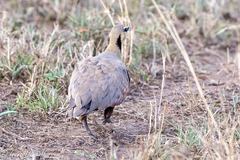 Pterocles gutturalis