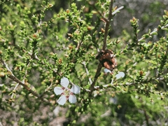 Leptospermum epacridoideum