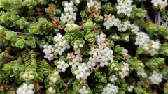 Pimelea carnosa