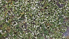 Pimelea carnosa