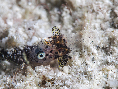 Conchfish (Astrapogon stellatus) — Apogonidae — 5