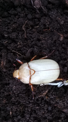 Platycoelia lutescens