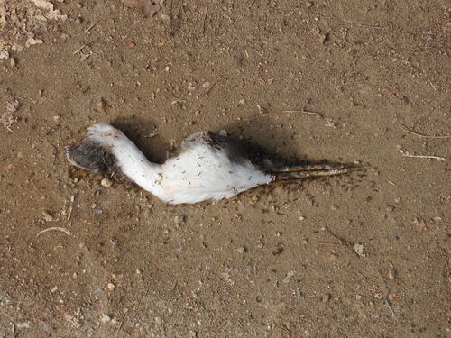 iNaturalist observation photo of Western Grebe