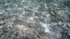 Myrichthys colubrinus