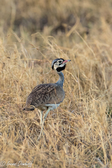 Eupodotis senegalensis