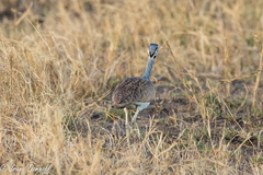 Eupodotis senegalensis