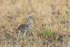Eupodotis senegalensis
