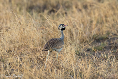 Eupodotis senegalensis