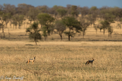 Lupulella mesomelas schmidti