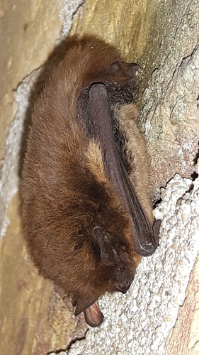 Nathusius' Pipistrelle, 9101 WB Dokkum, Nederland, photo 6 of 10