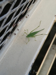 Phaneroptera nana