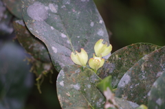 Macleania pentaptera
