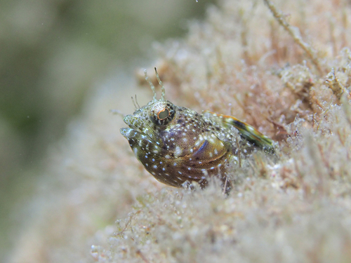 Sailfin blenny (Emblemaria pandionis) — Chaenopsidae — 3
