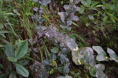 Macleania pentaptera