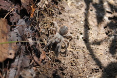 Dugesiella anitahoffmannae