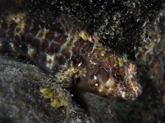Oyster Blenny photo 3